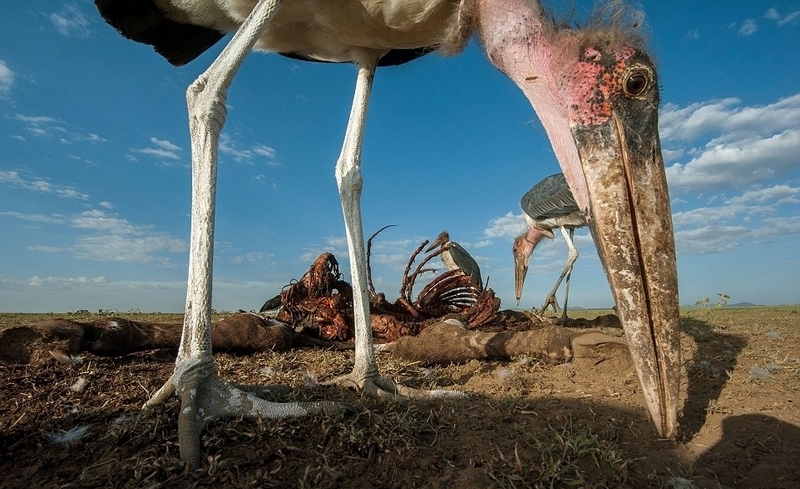 火烈鸟 粉色 粉色火烈鸟是什么服装图2