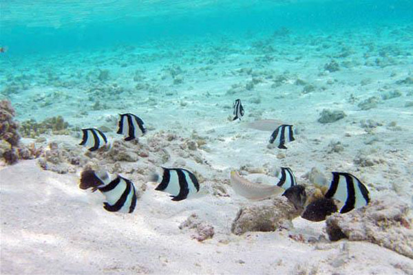 马尔代夫水下摄影技巧有哪些 马尔代夫水下30米图2