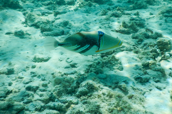 马尔代夫水下摄影技巧有哪些 马尔代夫水下30米图3