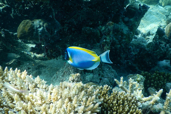 马尔代夫水下摄影技巧有哪些 马尔代夫水下30米