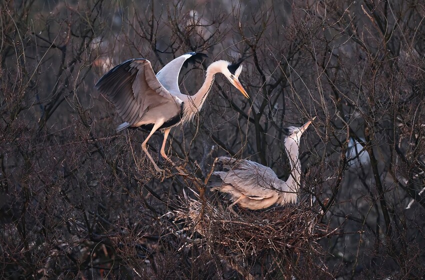 荒野生存传奇 荒野生态系统